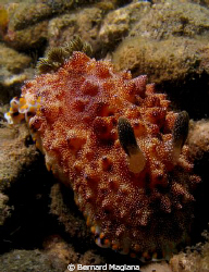 Critters Cove,Samal Island, Davao by Bernard Maglana 